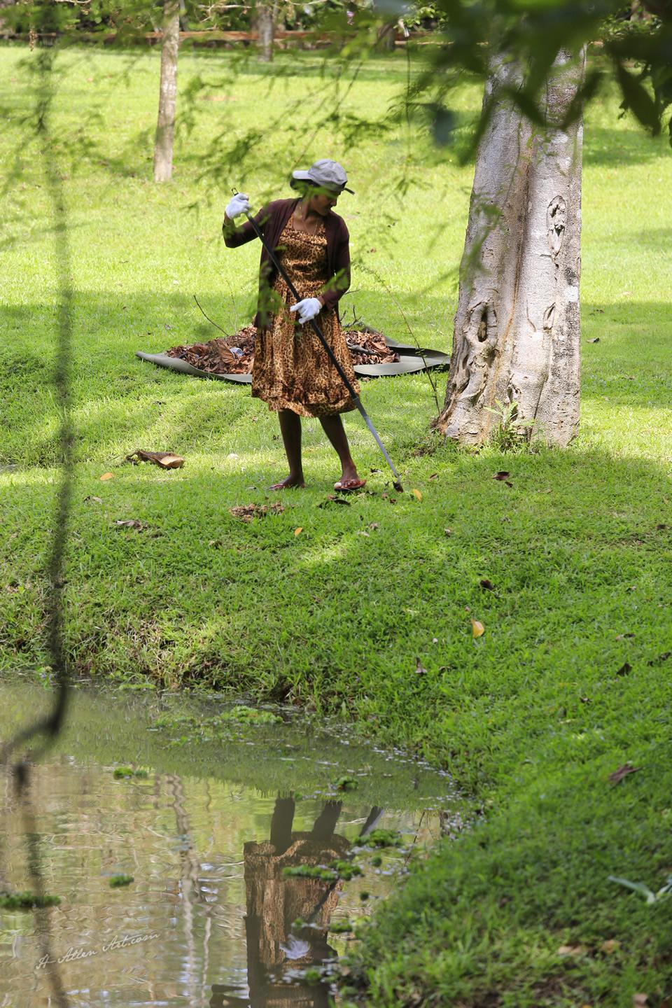 Lotus Pond Cleanup, Sri Lanka Lotus Pond Cleanup, Sri Lanka